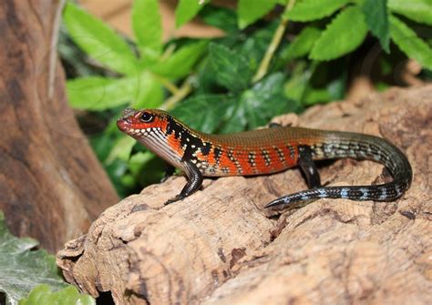 Juvenile Fire Skink By Ally Chapman Photo Stock Studionow