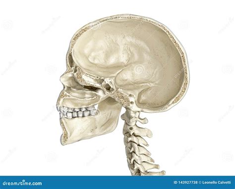 Sagittal Section Of Head