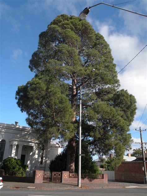 National Trust Canary Island Pine Pinus Canariensis