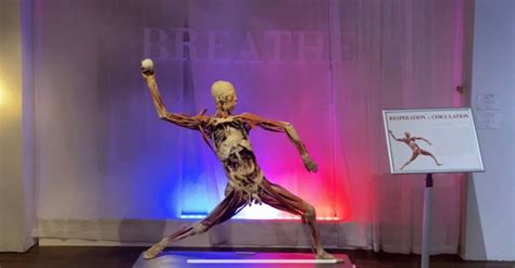 Visit The Fascinating Real Bodies At Ballys Exhibition