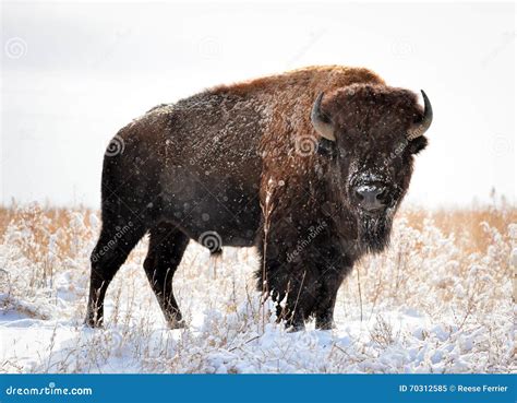 Colorado Bison Stockbild Bild Von Himmel Tier Wild 70312585