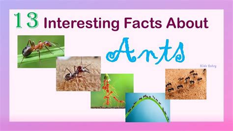 13 Interesting Facts About Ants 13 Amazing Facts About Ants Fun