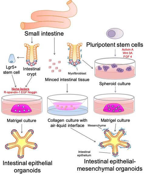 Cellular Sources And Methods Of Intestinal Organoid Culture Intestinal Download Scientific