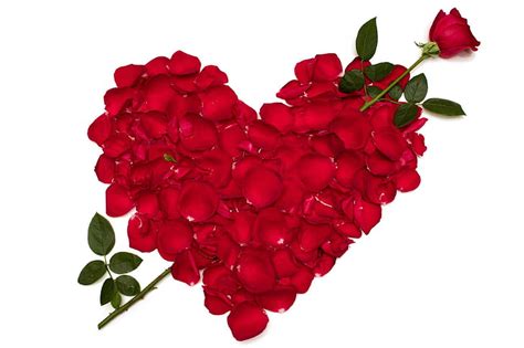Hd Wallpaper Day Flower Macro Red Rose Valentine 039 S
