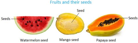 How Plants Grow And Change Big Plants Leaves Prepare Food For The