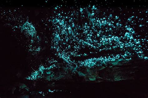 See One Of New Zealands Coolest Attractions The Glowing Waitomo Caves The Points Guy