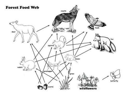 Food Chains And Webs Coloring Pages For Preschool Children Coloring Pages