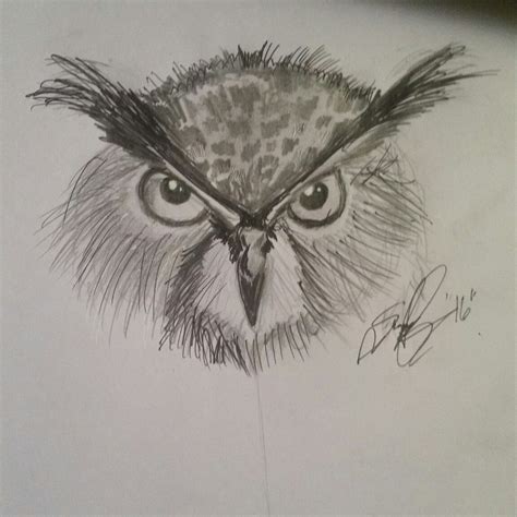 Quick Owl Sketch Owl Sketch Owl Art