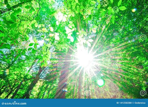 Spring Green View Of Forest With Sunlight Stock Photo Image Of