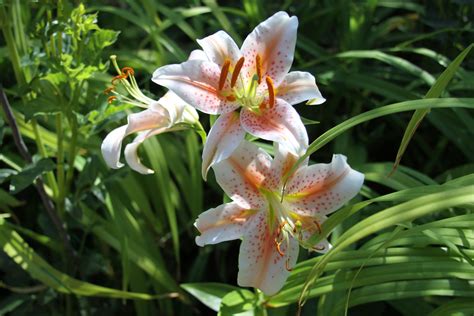 In The Garden Oriental Lilies Are Beautiful Easy To Grow The
