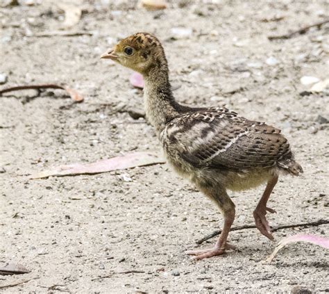 Baby Wild Turkey Chick Front Chick Leading The Way They D Flickr