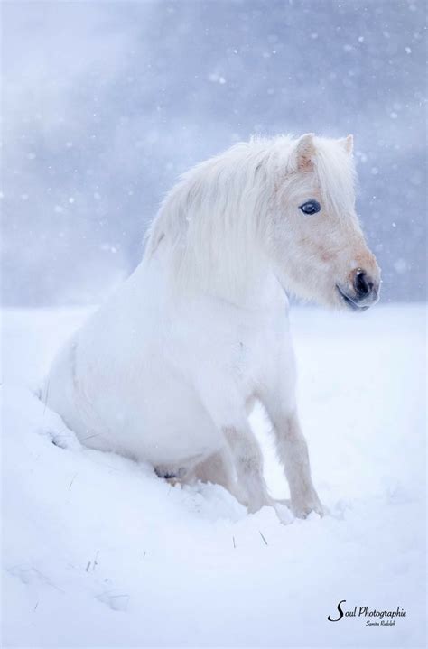 White Fuzzy Pony Sitting In The Snow So Cute Pferdebilder