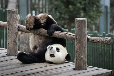 Panda Wielka Udało Się Panda Wielka Nie Jest Już Zagrożonym