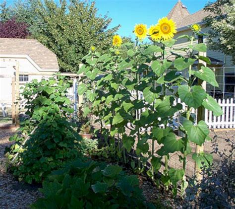 Sunflower Backyard Design Ideas 30 Garden Design