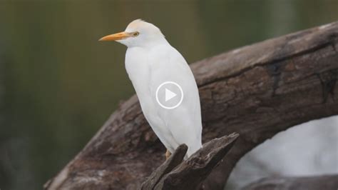 Video Of Cattle Egret At Rietvlei Nature Reserve