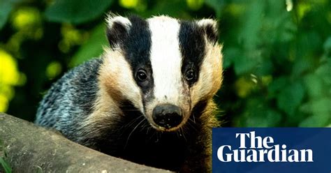 Huge Increase In Badger Cull Will See Up To 42000 Shot Environment