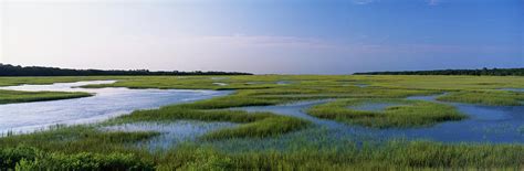 Salt Marsh Florida Usa Photograph By Panoramic Images Fine Art America