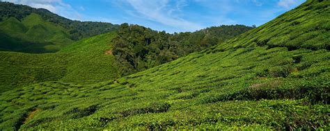 Tea Landscape Wallpapers Top Free Tea Landscape Backgrounds