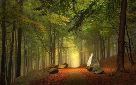 Mystery Forest Wallpapers Top Free Mystery Forest Backgrounds