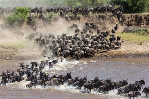 Amazing Animal Migrations African Safari Tour African Safari