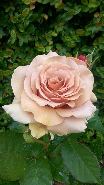 Rosa Fiore Antico · Foto Gratis Su Pixabay