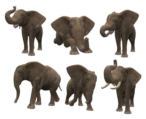 Elephant Images Wild Elephant Asian Elephant Primates Mammals Female Cow African Forest