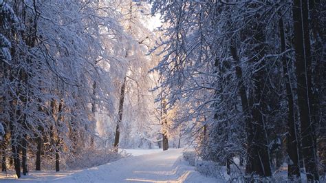 Зимняя дорога в лесу обои для рабочего стола картинки фото 1920x1080