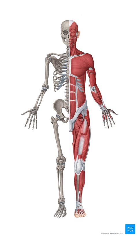 10 Human Body Systems Labeled Diagram Anatomy Body System