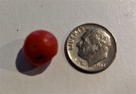 The Smallest Tomato Ive Ever Seen Rmildlyinteresting
