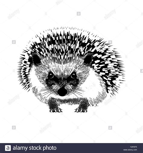 Hedgehog Black And White Stock Photos And Images Alamy