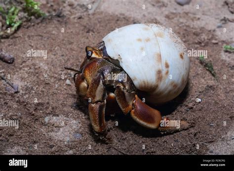 caribbean hermit crab west atlantic crab coenobita clypeatus native to the west atlantic