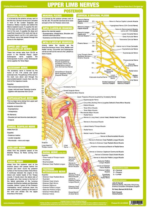 Human body central brain spinal cord and peripheral nervous system medical diagram retro realistic chart vector illustration. Upper Limb Nervous System Chart - Posterior - Chartex