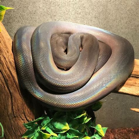 Richard Allen On Instagram White Lipped Pythons Beautiful Iridescence