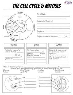 How is meiosis related to sexual reproduction? Cell Cycle And Mitosis Worksheet Answer Key - worksheet