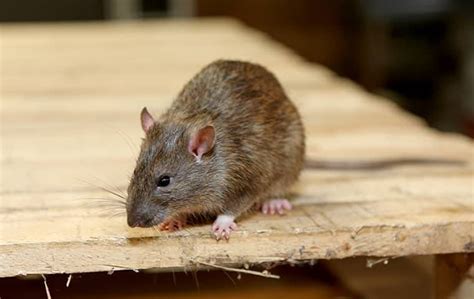 Blog How Dangerous Are Rats In Greenville