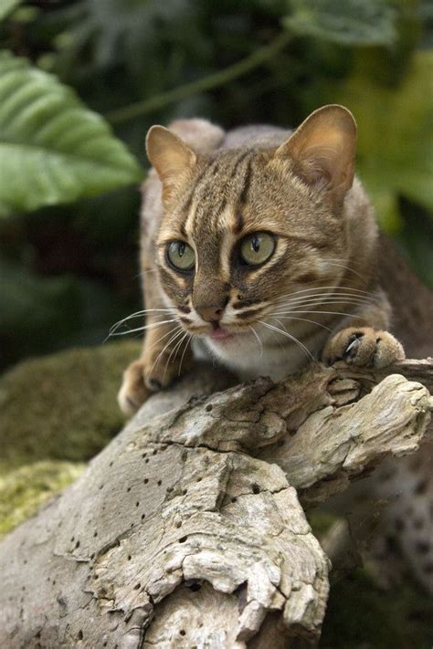 Rusty Spotted Cat Photo Emma Porter Rusty Spotted Cat Small Wild Cats Wild Cats