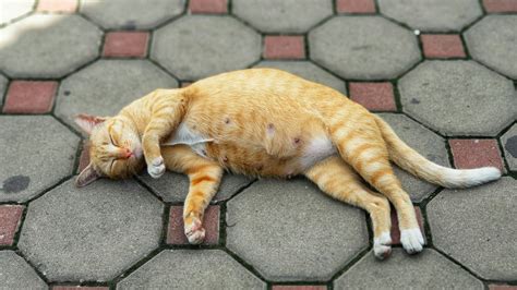 Stomach Pregnant Cat Vs Fat Cat Best Cat Wallpaper