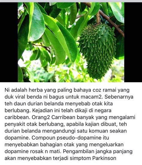 Minumlah dua kali sehari, pagi dan petang untuk mendapatkan khasiat sebenarnya. Daun Durian Belanda | Health matters, Herbs, Durian