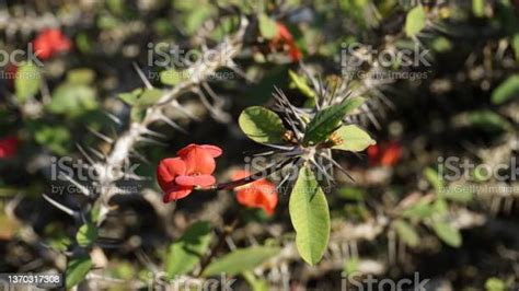 Euphorbia Milii Also Known As Crown Of Thorns Christs Plant Etc Stock