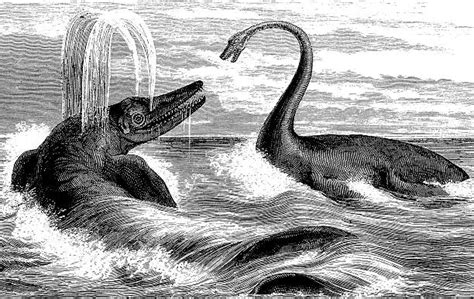 Plesiosaur Stock Photos Pictures And Royalty Free Images Istock