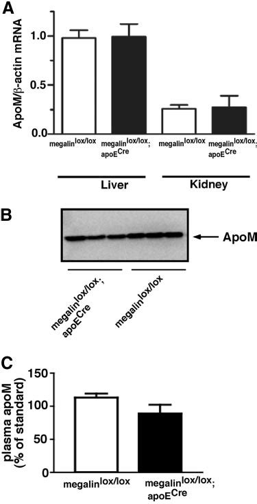 Apom Expression In Liver Kidney And Plasma Of Megalin Loxlox Apoe