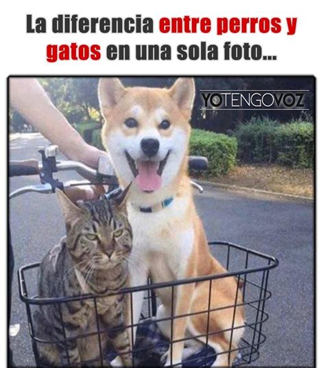 Pin By Carmen Marcos On Perros Cat And Dog Memes Best Cat Memes Dog Cat