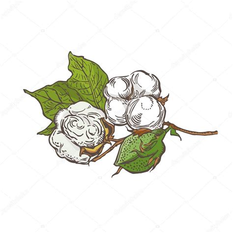 Cotton Drawing At Getdrawings Free Download