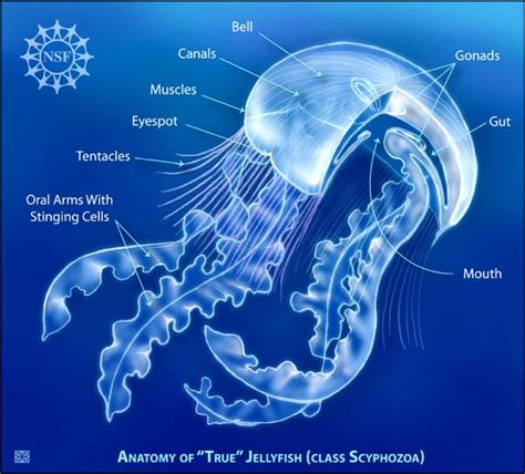 Anatomy Of A Jellyfish Virginia Institute Of Marine Science