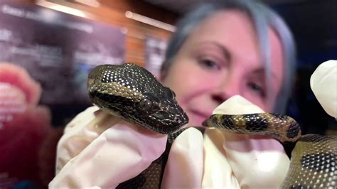 Anaconda Snake Video Youtube Anaconda Gallery