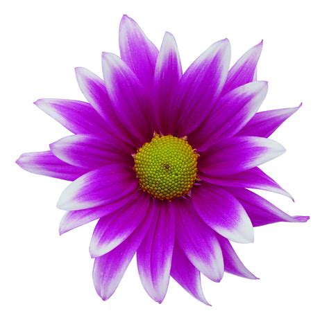 High Resolution Purple Flower Icon PNG Transparent Background Free