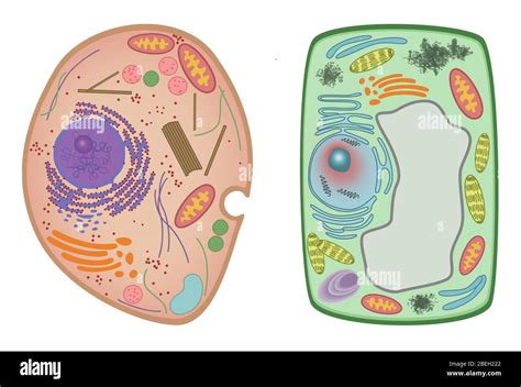Célula Animal Y Célula Vegetal Fotografía De Stock Alamy