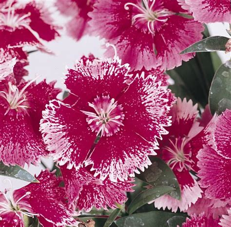 Dianthus chinensis x barbatus Floral Lace True Rose | Lucas Greenhouses