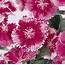 Dianthus Chinensis X Barbatus Floral Lace True Rose  Lucas Greenhouses