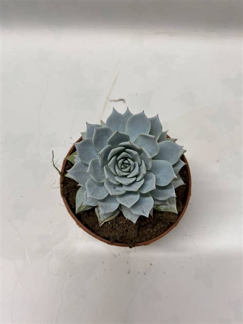 Echeveria Blue Star Mil Y Pico Plantas